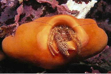 《暗黑破坏神4》加入Game Pass后 Xbox成为玩家首选平台