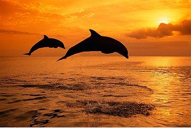 云顶之弈S9.5霞阵容搭配，S9.5霞阵容装备站位攻略